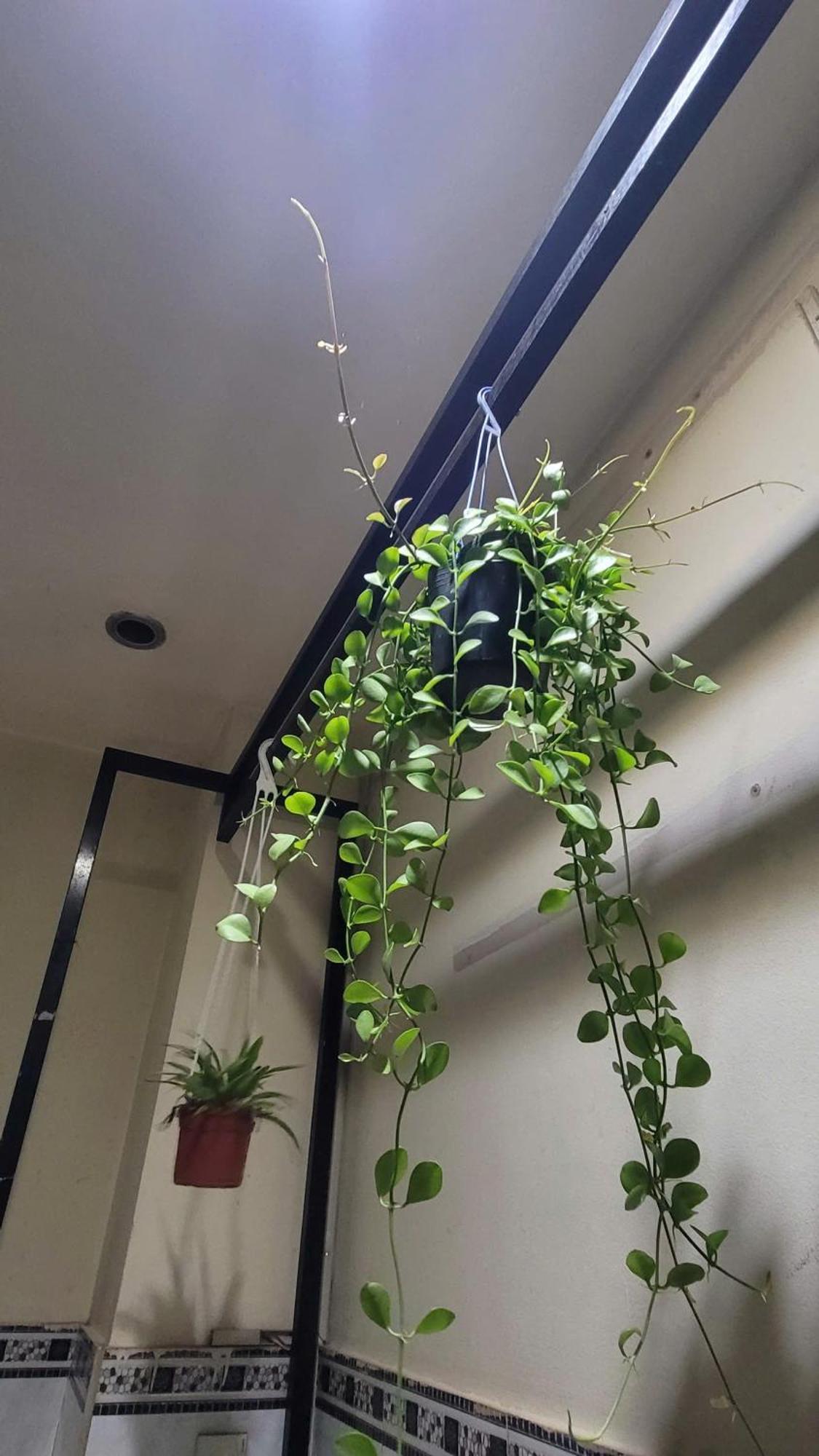 Homestay Fairy'S House Ho Chi Minh City Bagian luar foto